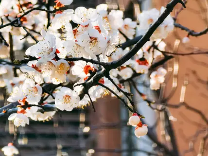 Casino777 Casino Mobiele App